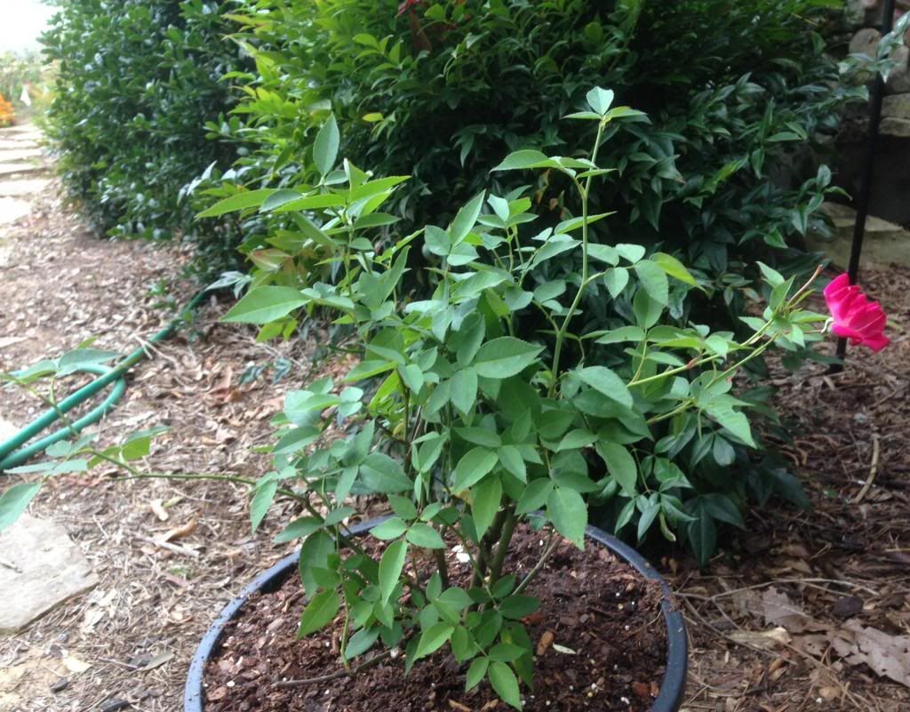  photo zzzlouise0926b_zps7ba71c5c.jpg