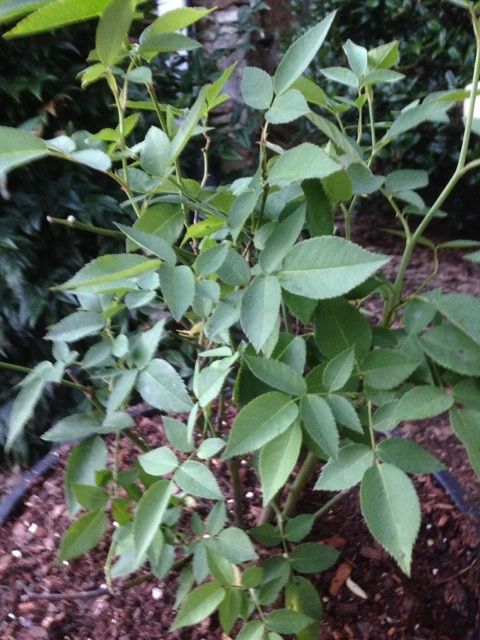  photo zzzlouise0926d_zps6cd095e3.jpg