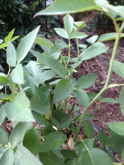  photo zzzlouise0926e_zpsa0a7c287.jpg