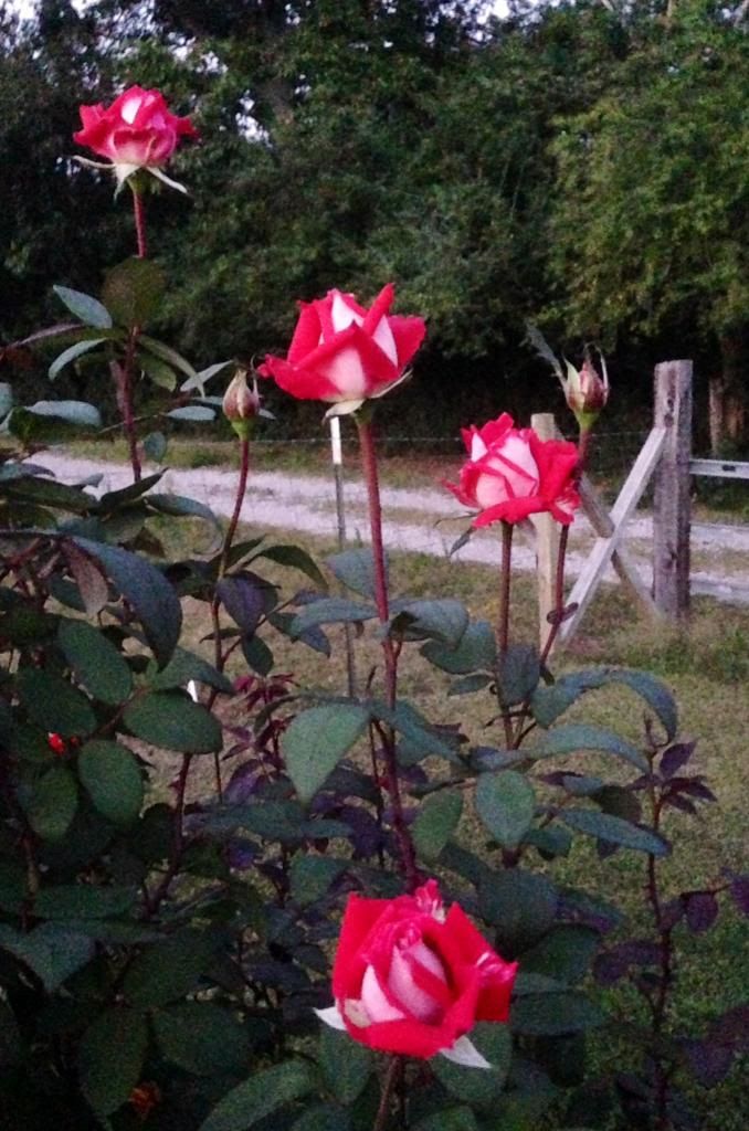  photo zzzlove1001_zps89538955.jpg