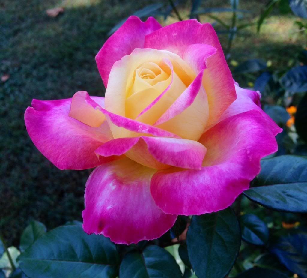 photo zzzloveandpeace1015_zpsa310ff7f.jpg