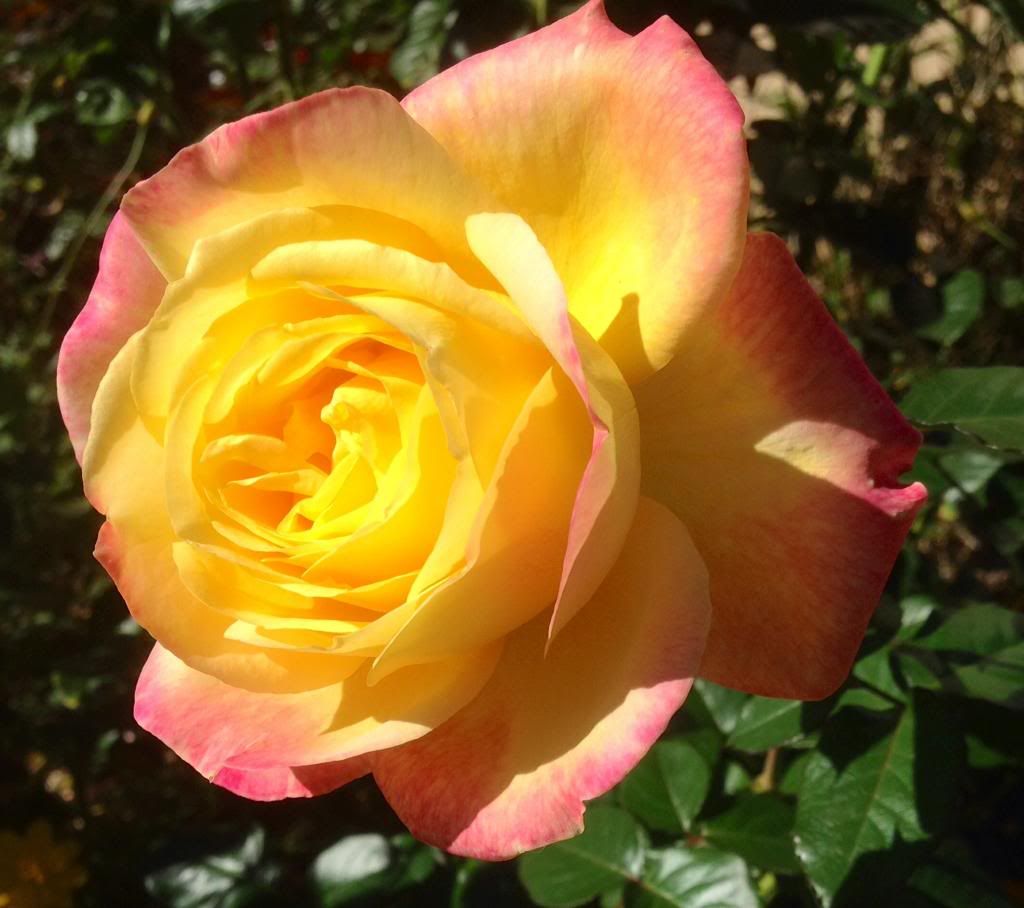  photo zzzloveandpeace1020a_zps1f6f953b.jpg