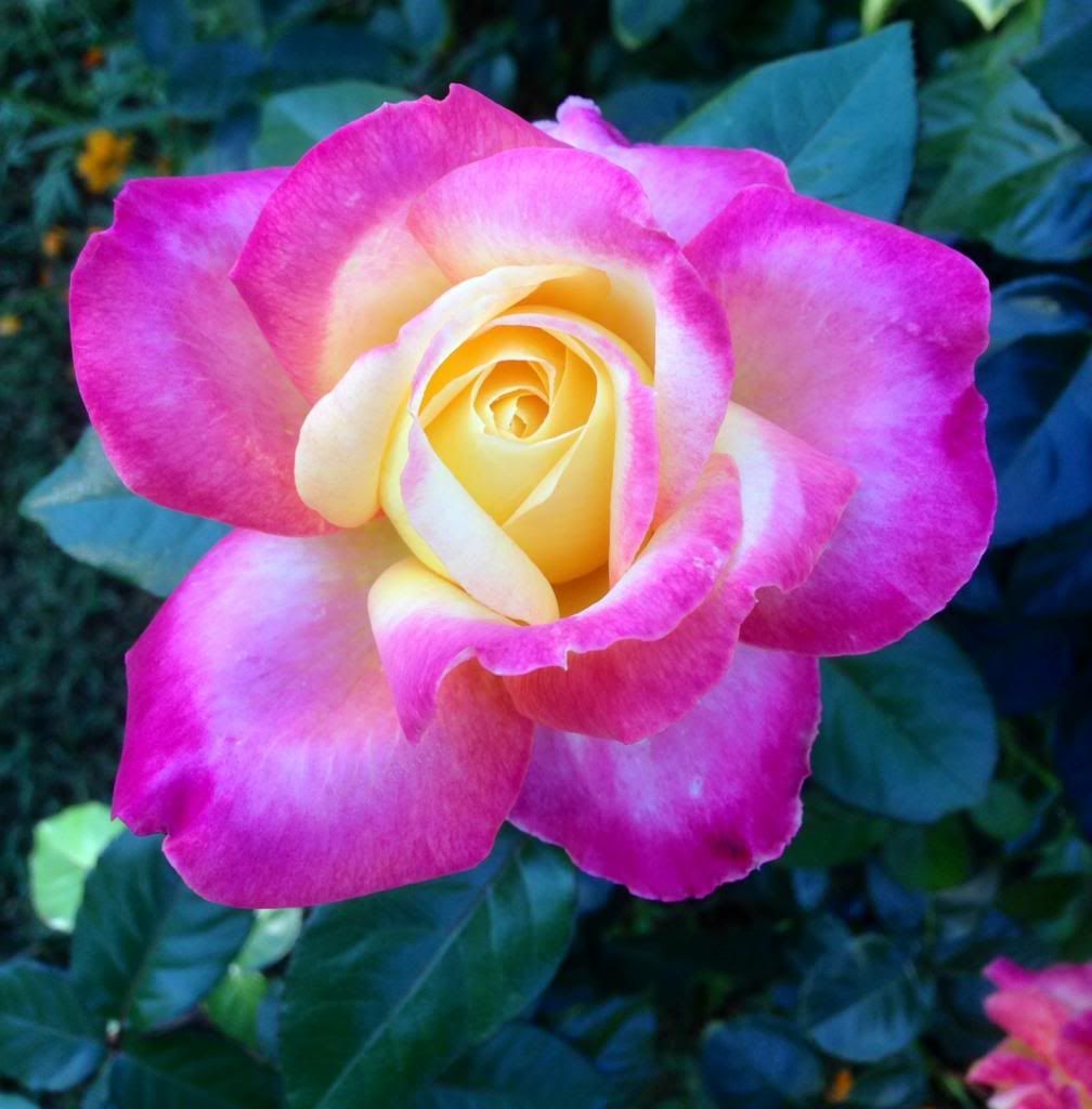  photo zzzloveandpeace115b_zpsf8451908.jpg