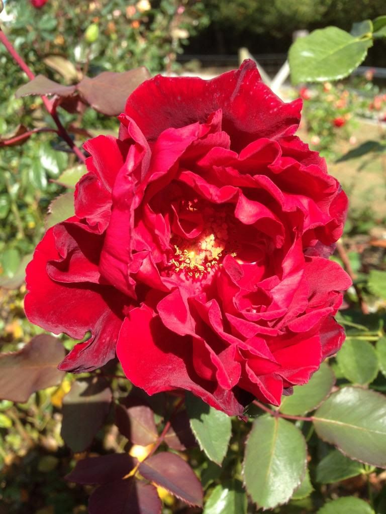  photo zzzlp1103_zps6739b3b5.jpg