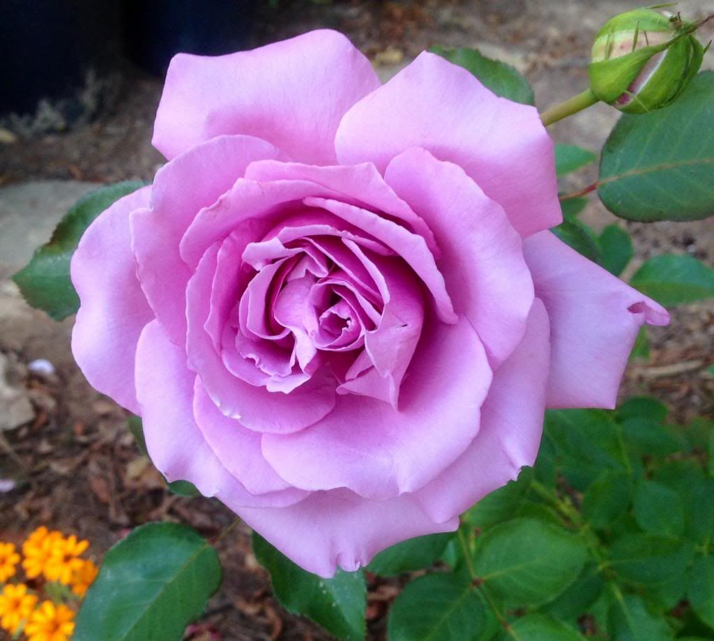  photo zzzls1013_zps4cb8259f.jpg