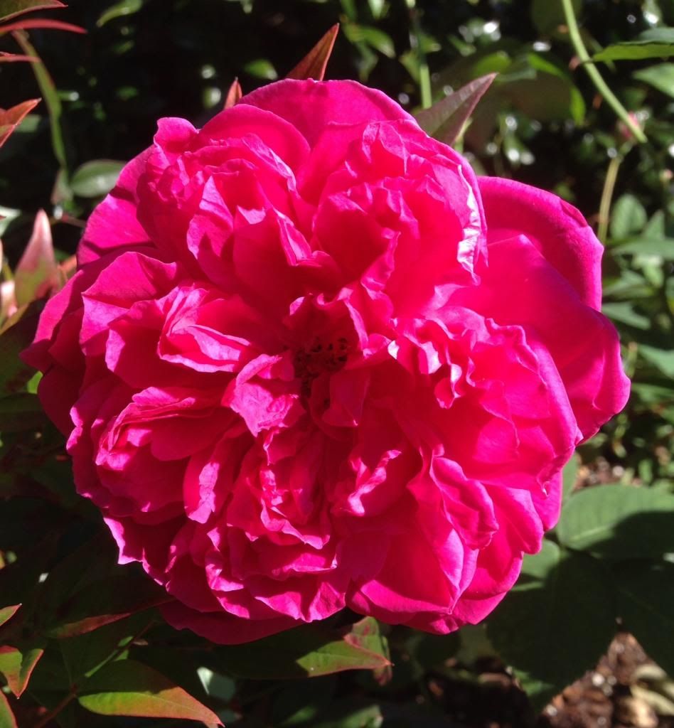  photo zzzmaggie1102_zps88c47006.jpg