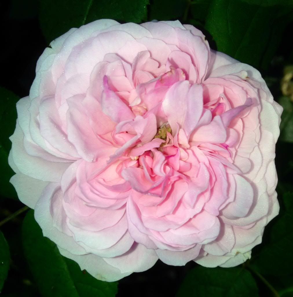 photo zzzmb1010_zps56c69633.jpg