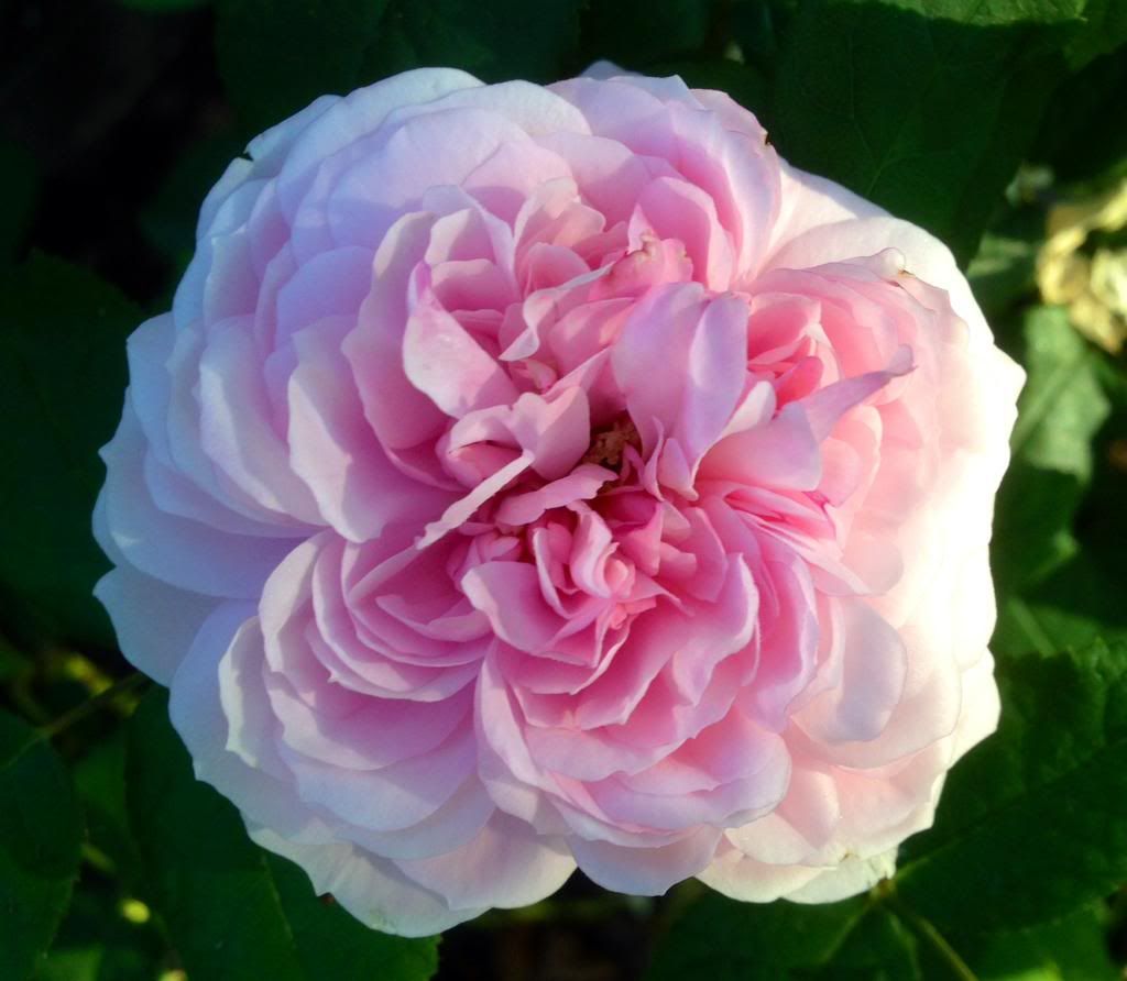  photo zzzmb1010a_zps509206f7.jpg