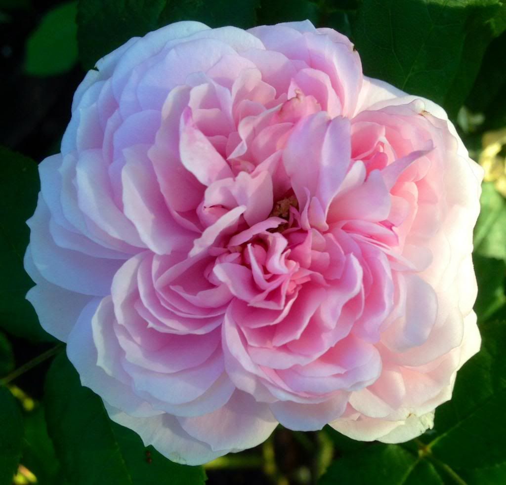  photo zzzmb1010c_zpse94d08ef.jpg