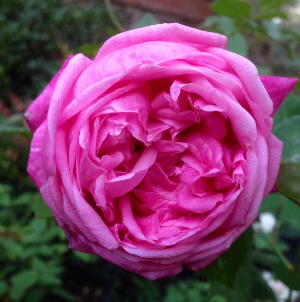  photo zzzmbrc1023b_zpsaa401734.jpg