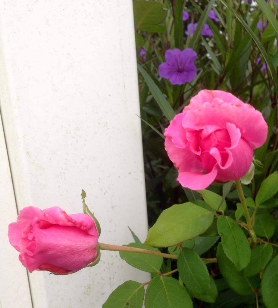  photo zzzmccartney1011_zps7c80602a.jpg