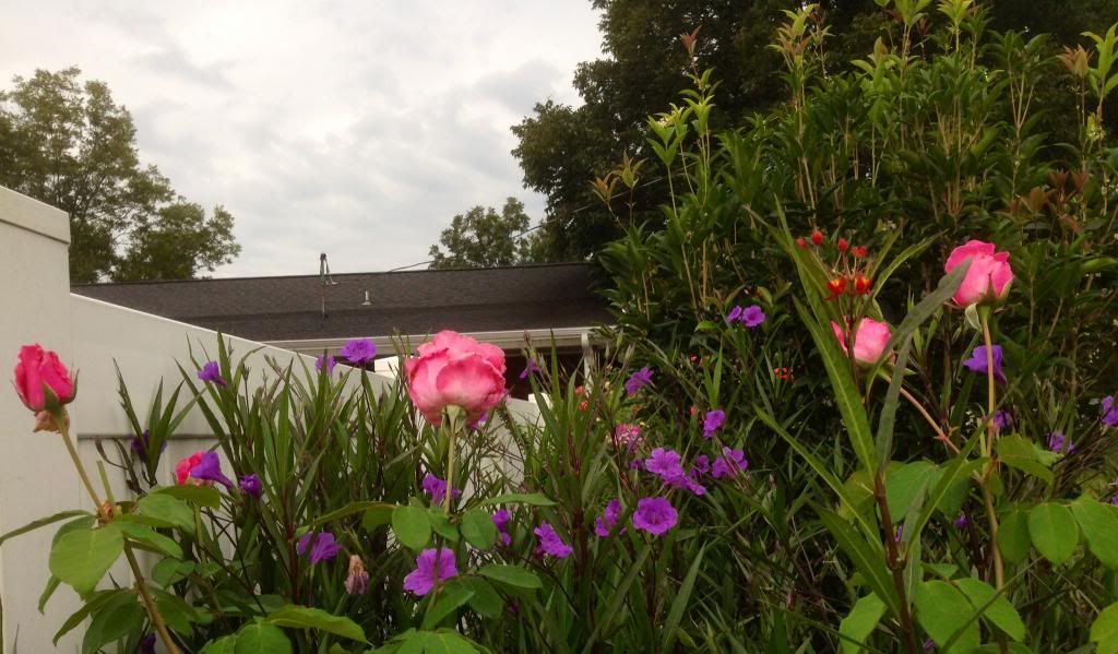  photo zzzmccartney1011b_zpsc9229bcc.jpg