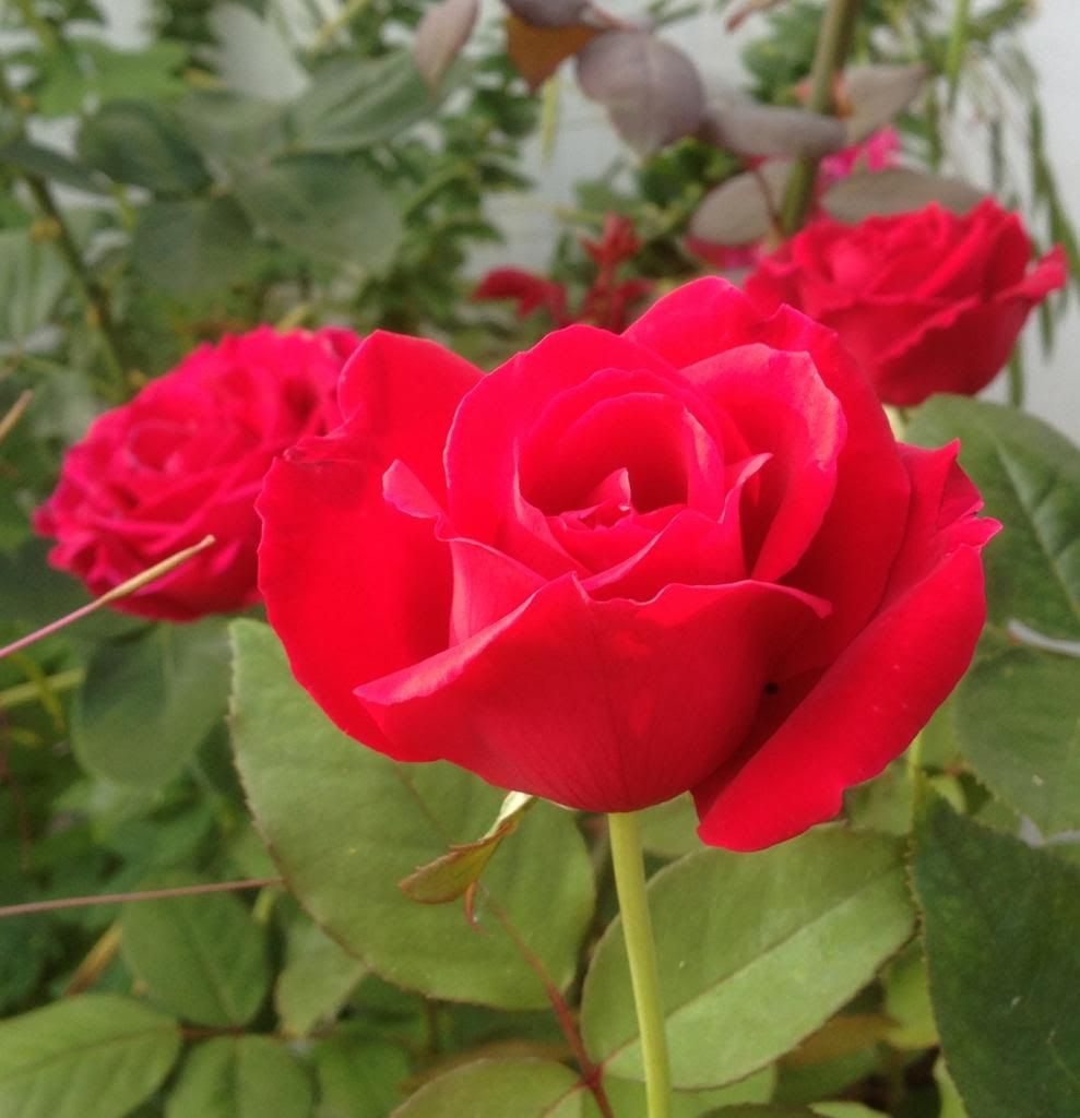  photo zzzml0901_zpsbe4e97c7.jpg