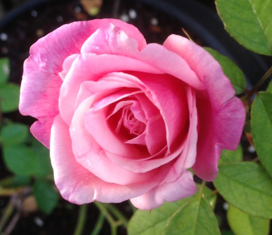  photo zzzml0916a_zps015ea3cc.jpg