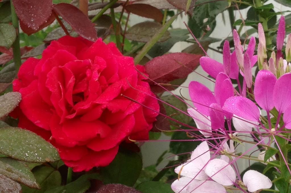  photo zzzml2014a_zpsc5fbb764.jpg