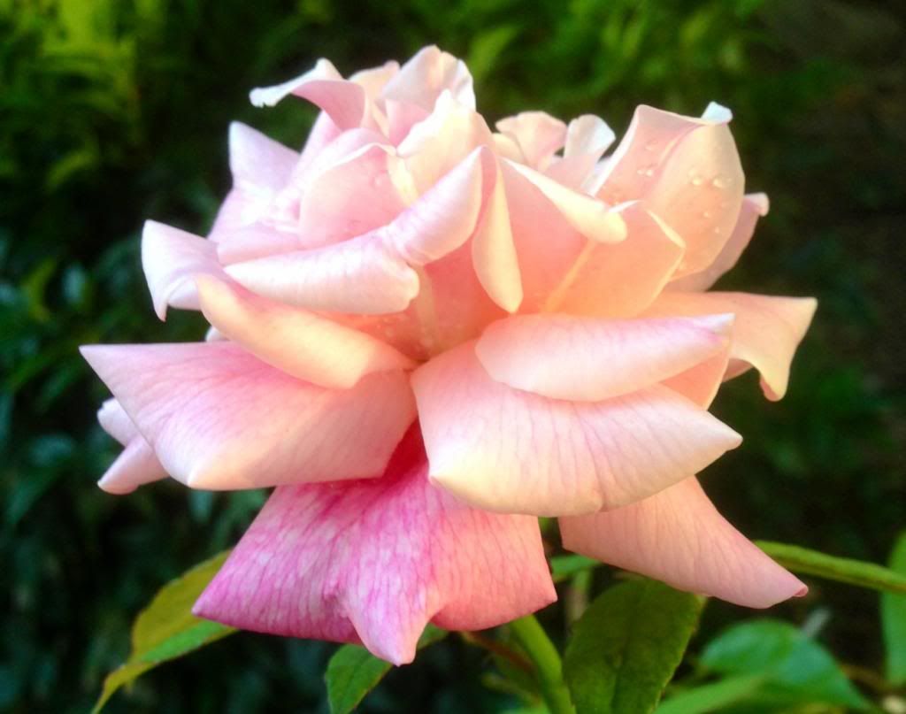  photo zzzmml0917c_zpsab2611ef.jpg