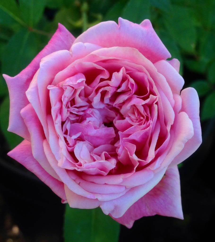  photo zzzmml1018a_zps8549f187.jpg