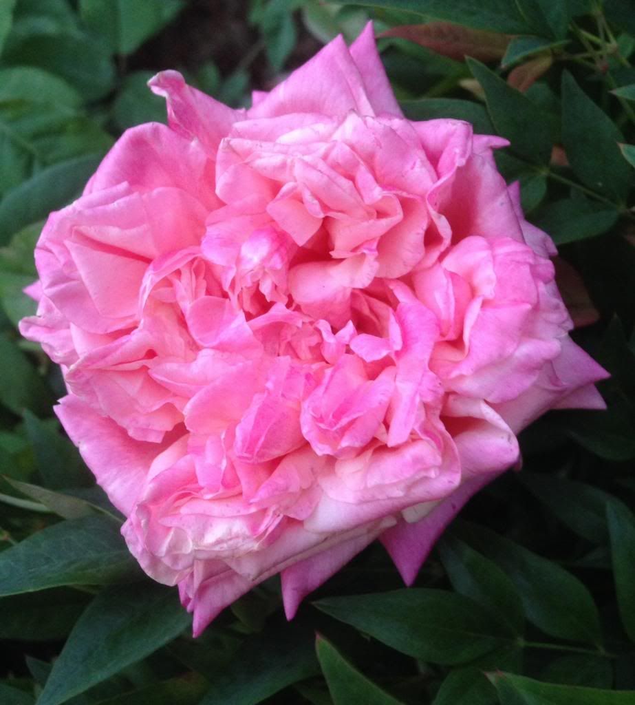  photo zzzmml1025_zps1f328022.jpg