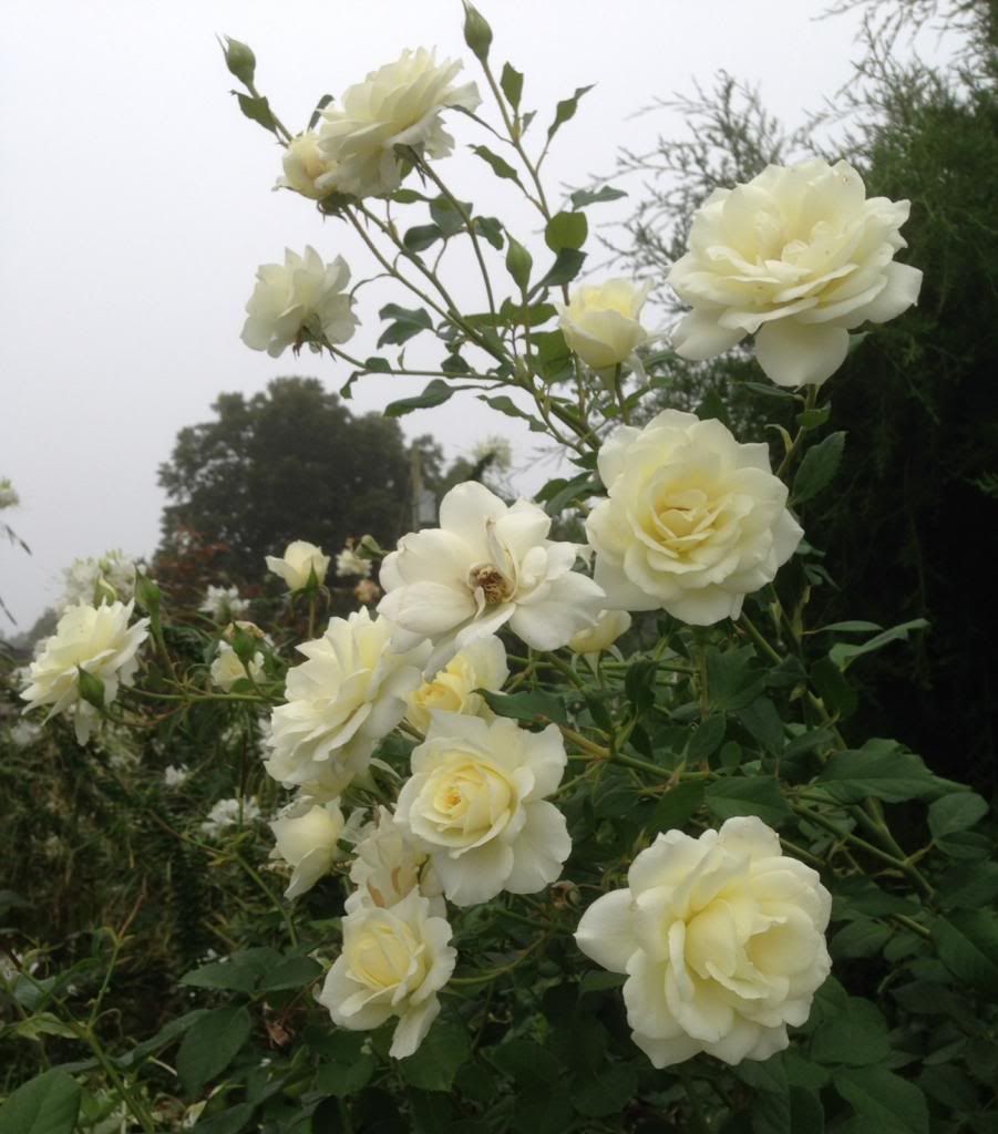  photo zzzmoondance0925a_zps8e12dffd.jpg