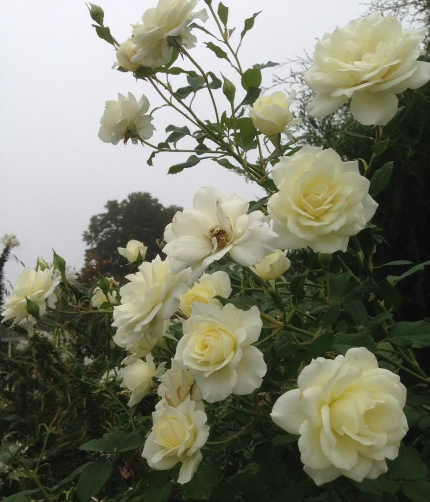 photo zzzmoondance0925b_zps863826a5.jpg