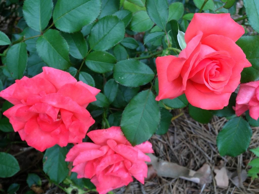 photo zzzms0805_zpsde0b1107.jpg