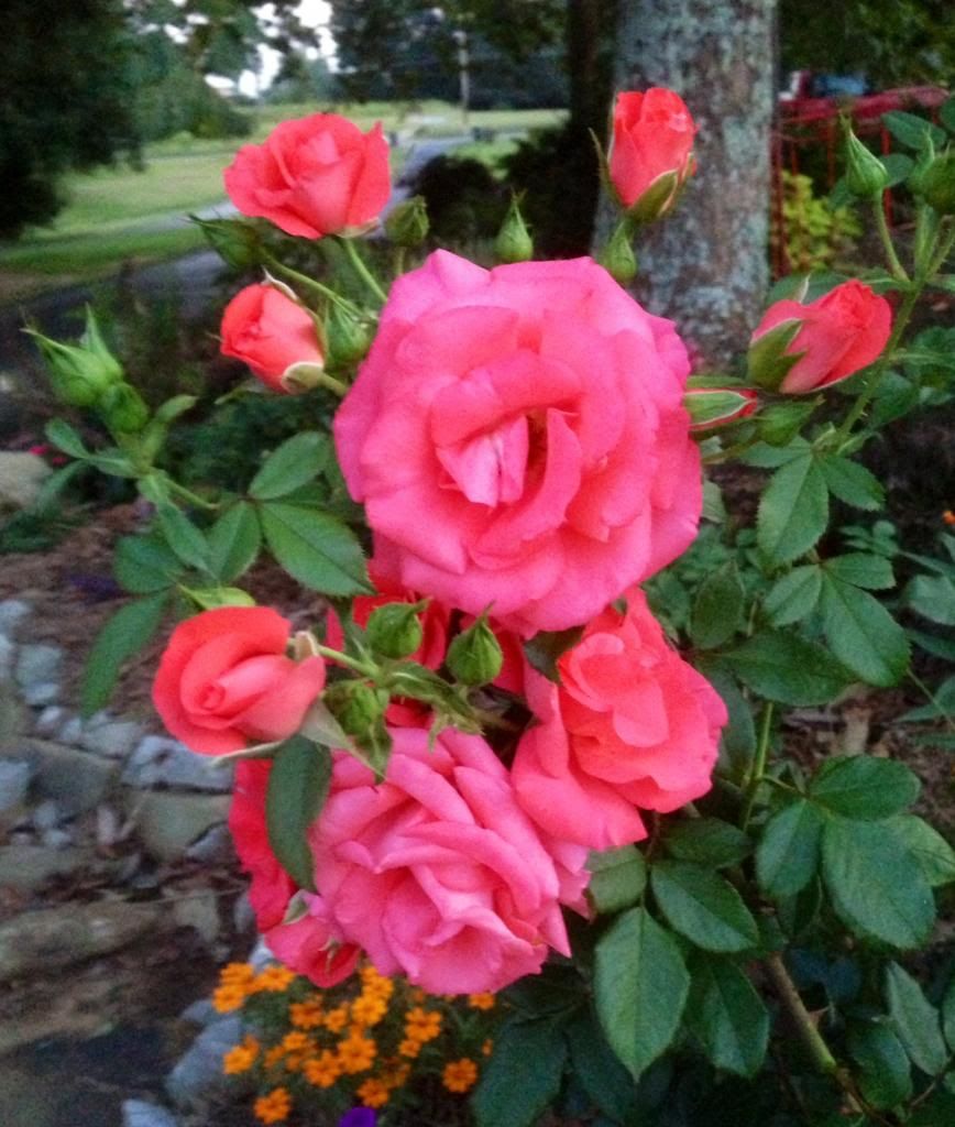 photo zzzms0912_zpsa983694f.jpg