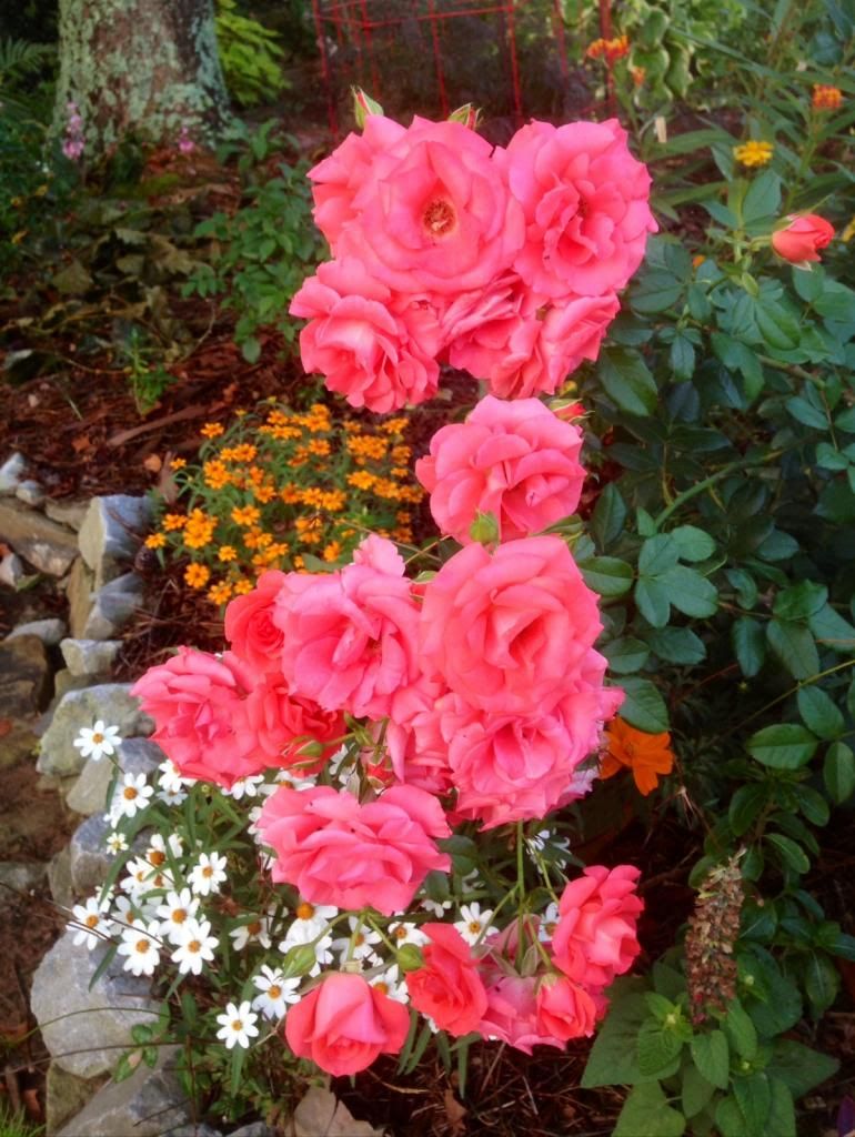  photo zzzms1108_zpsb1091d18.jpg