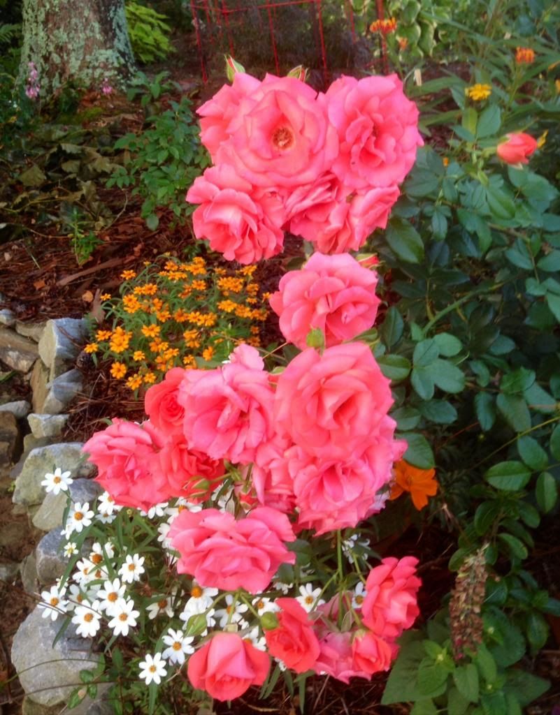 photo zzzms1108a_zpsdcb04a7a.jpg