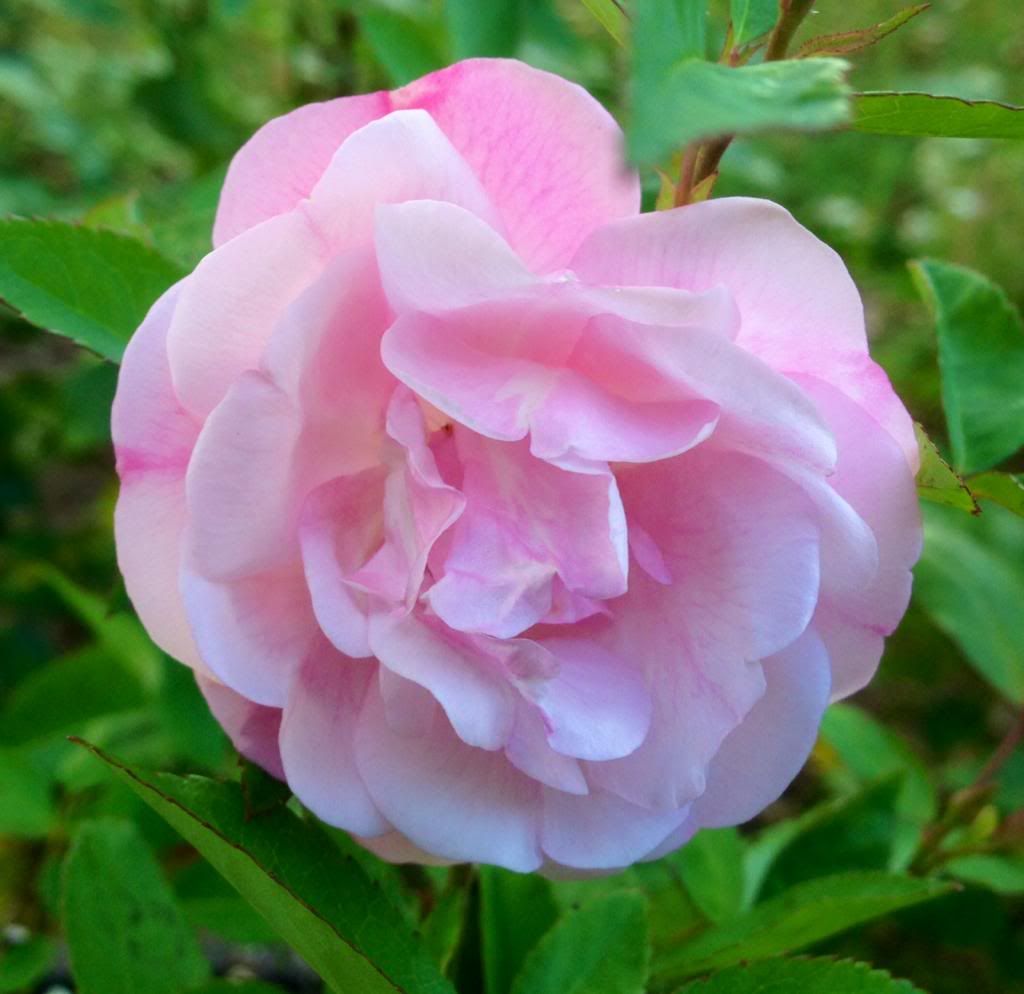  photo zzznn1021a_zpsd40220f5.jpg