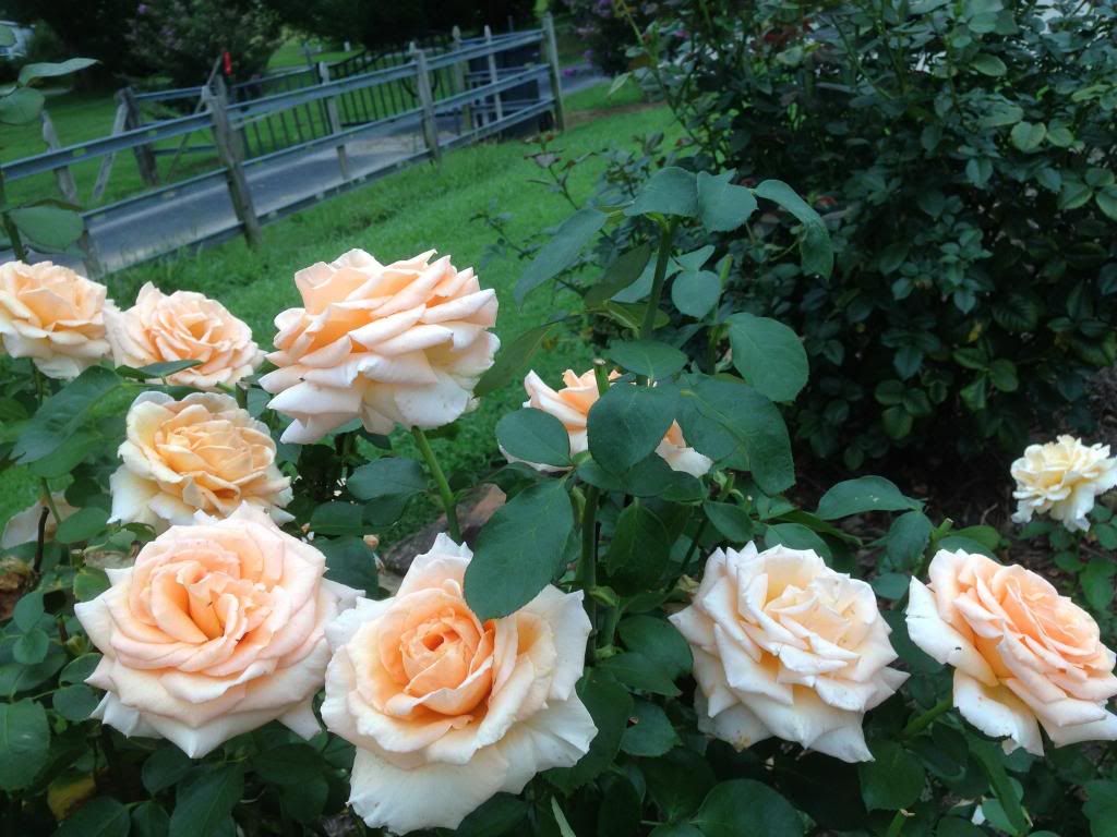  photo zzzotm0816a_zps1fe4135f.jpg