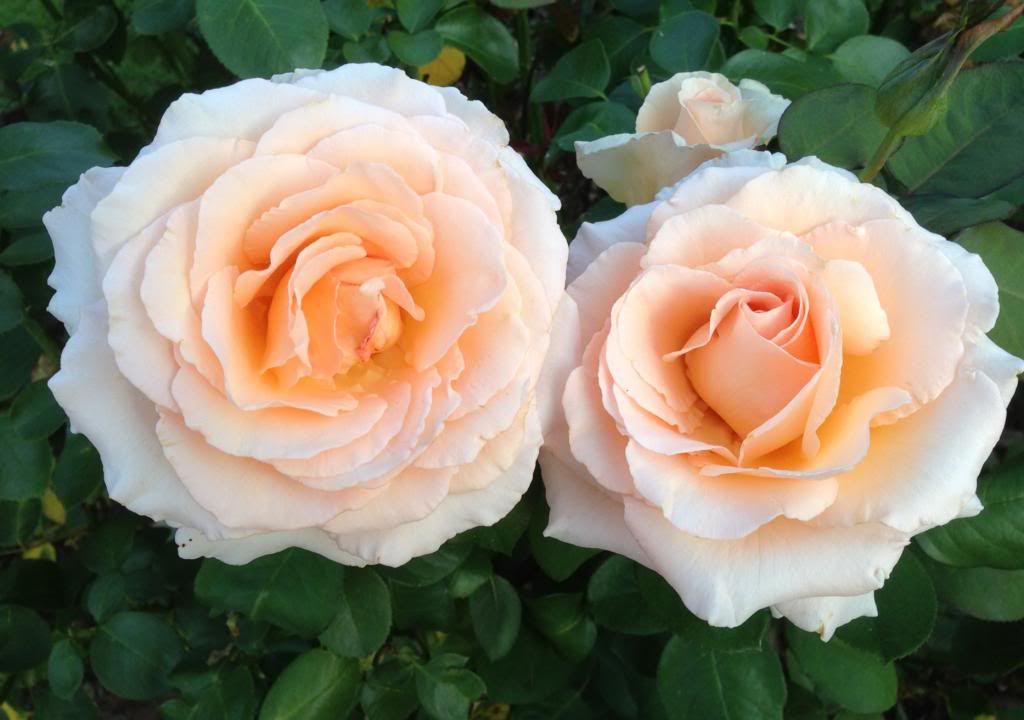  photo zzzotm0829c_zps2cd358de.jpg