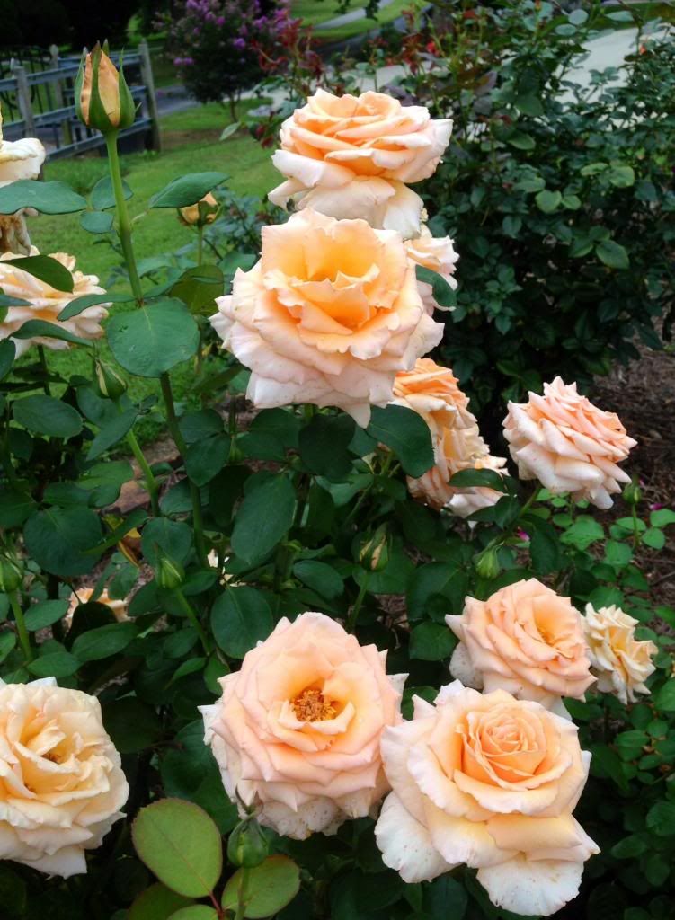 photo zzzotm2013a_zps0b323815.jpg