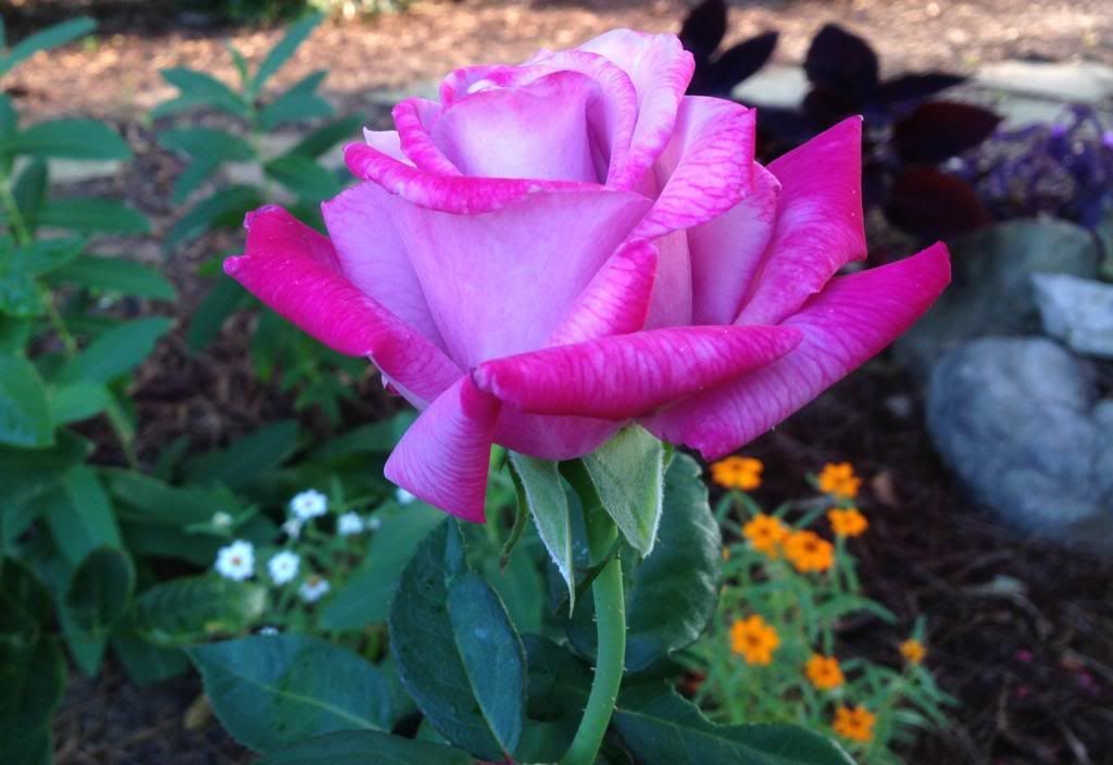  photo zzzparadise0830c_zps745eeb4c.jpg