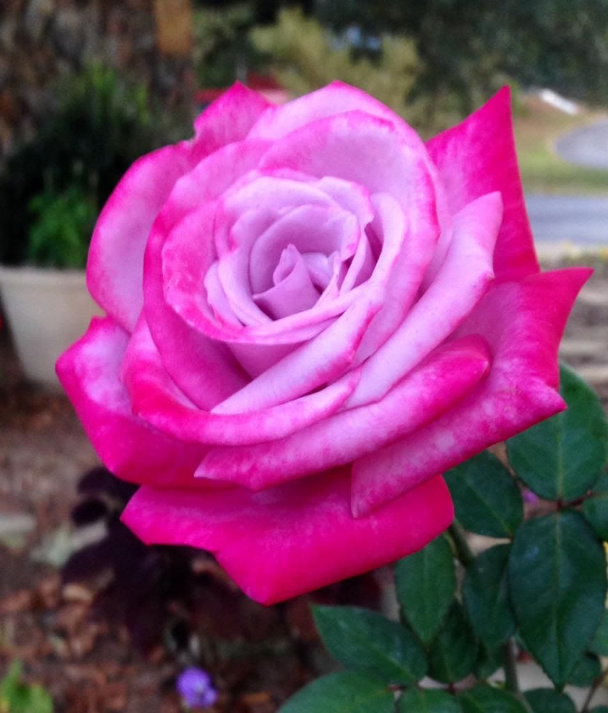  photo zzzparadise1010_zpsfdde4fd5.jpg