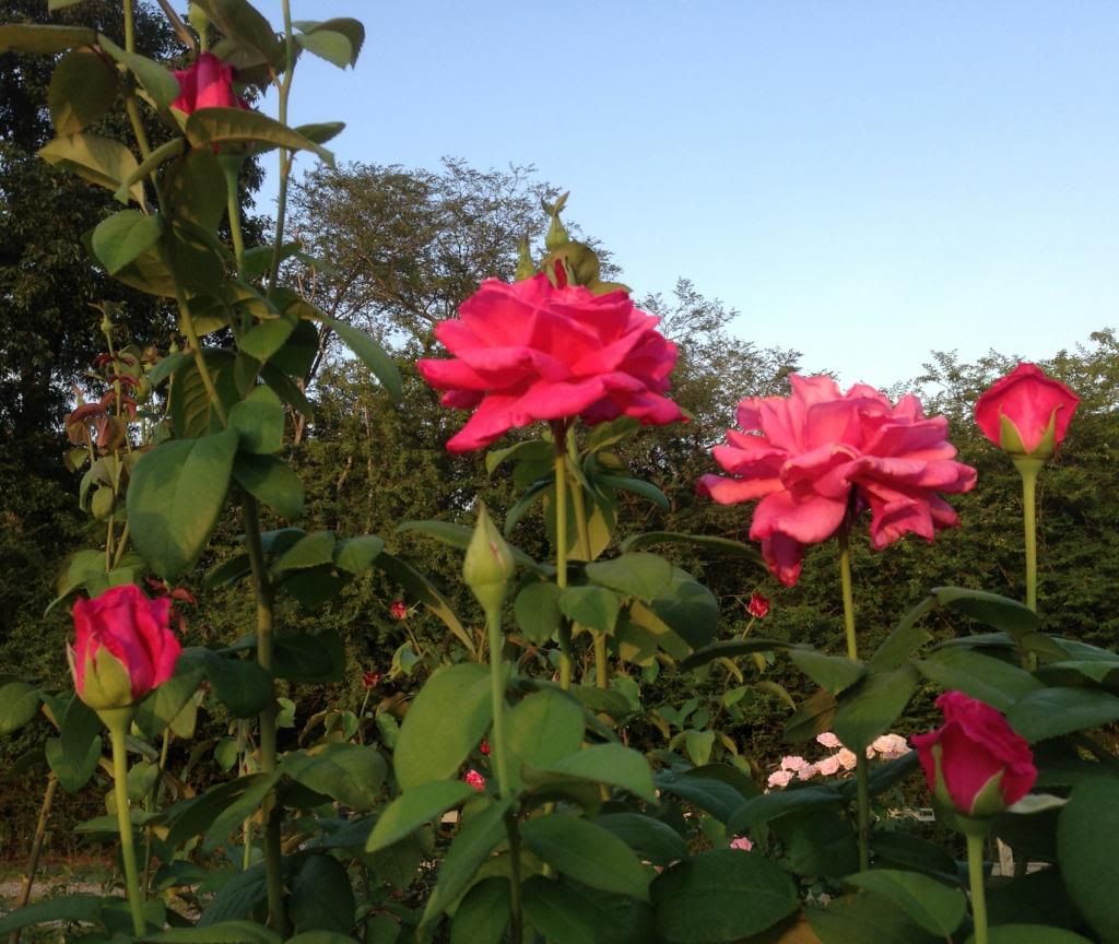  photo zzzpd0830a_zpsf10e1b3a.jpg