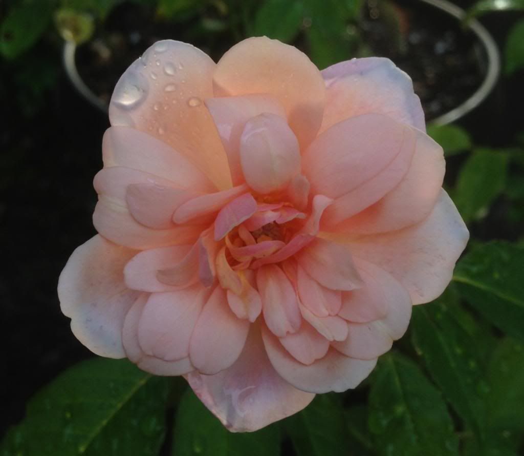  photo zzzpdo0916b_zps490c7389.jpg