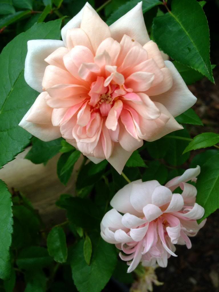 photo zzzpdo1027_zps5d4f6fce.jpg