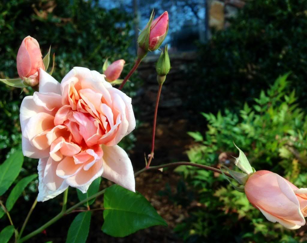  photo zzzpdo1108d_zps1fe83aad.jpg