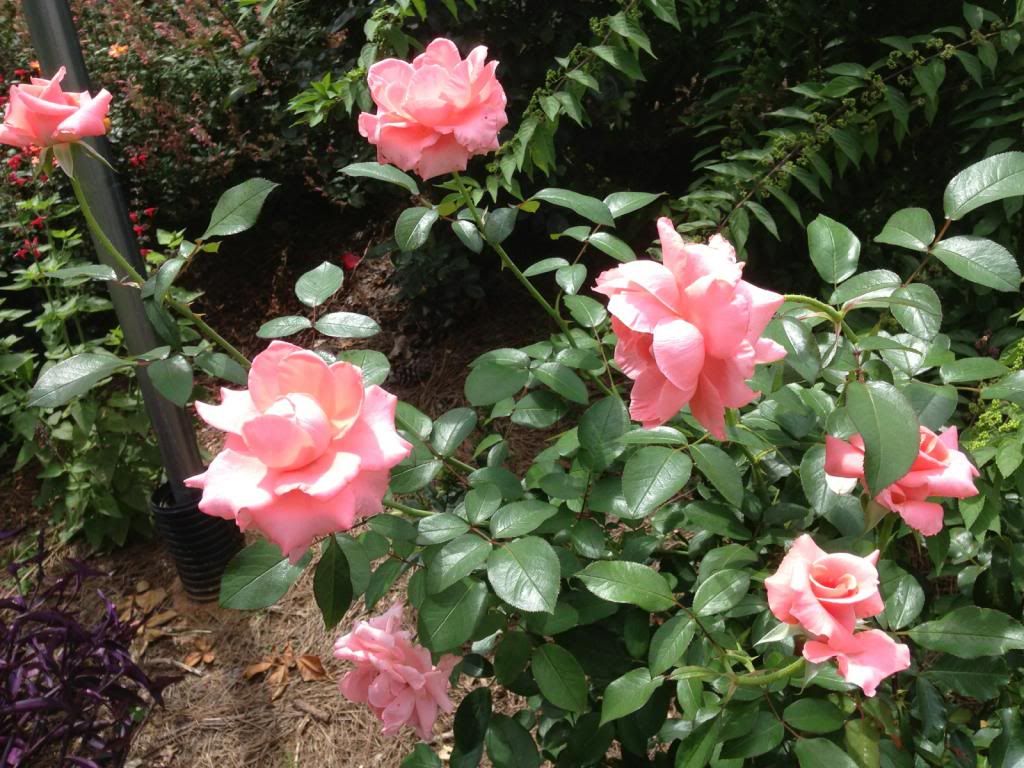 photo zzzpdysl0811_zpsaaf0f7d8.jpg