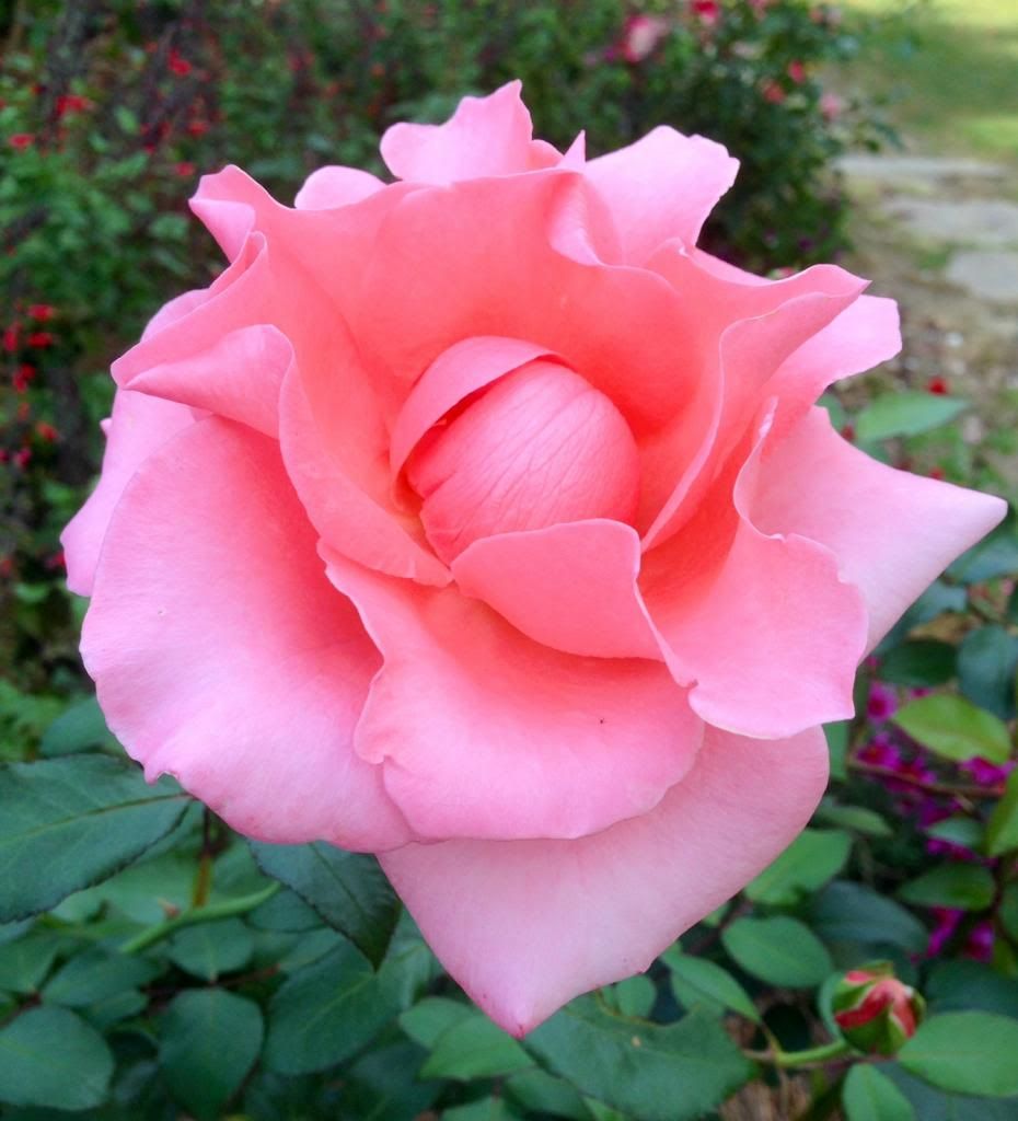  photo zzzpdysl1011d_zps40a970c7.jpg