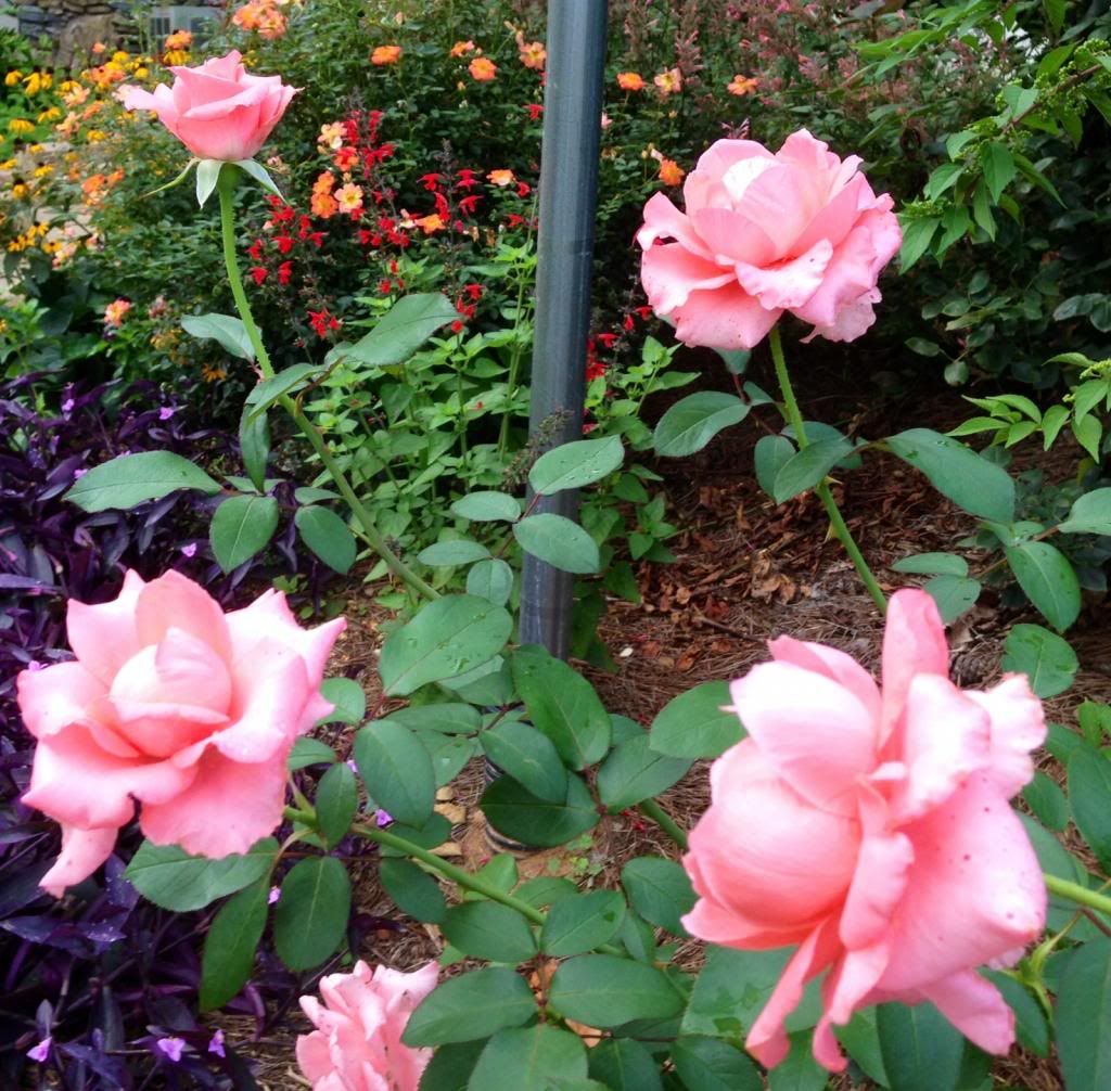  photo zzzpdysl2014a_zpsf48e4108.jpg