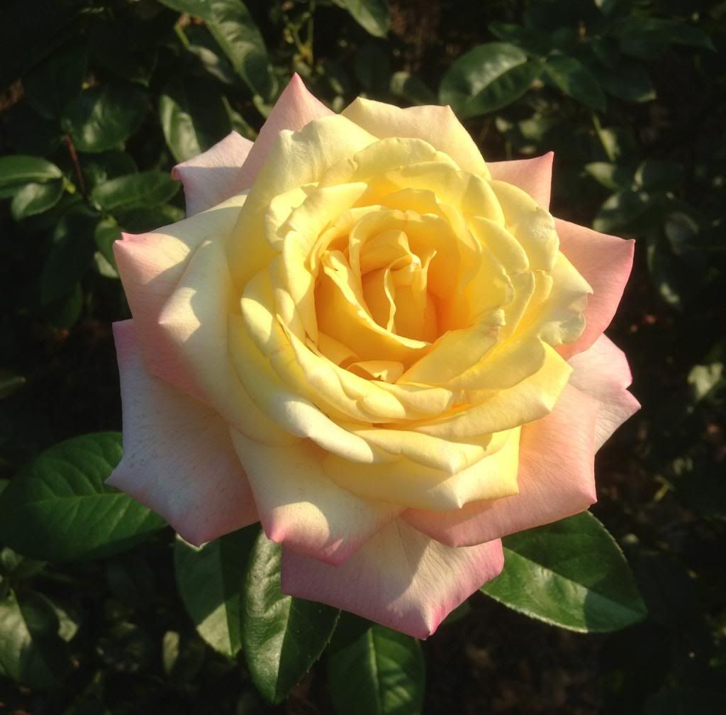 photo zzzpeace0905b_zpsb31786b0.jpg