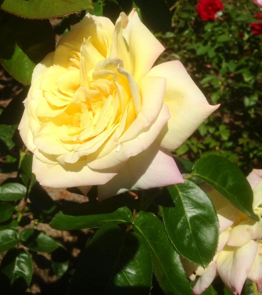  photo zzzpeace0924a_zps69d6a6c2.jpg