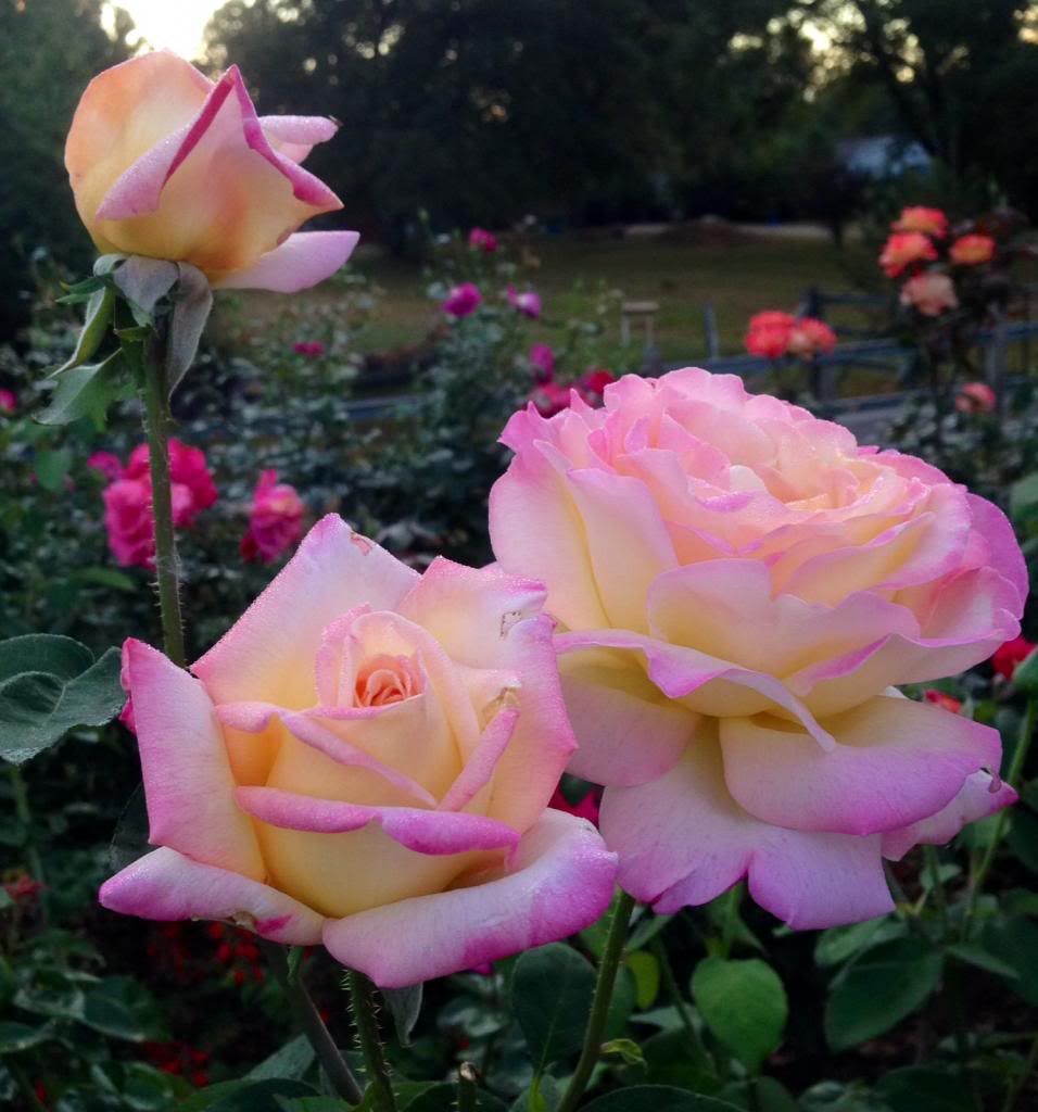  photo zzzpeace1010b_zps03c75334.jpg