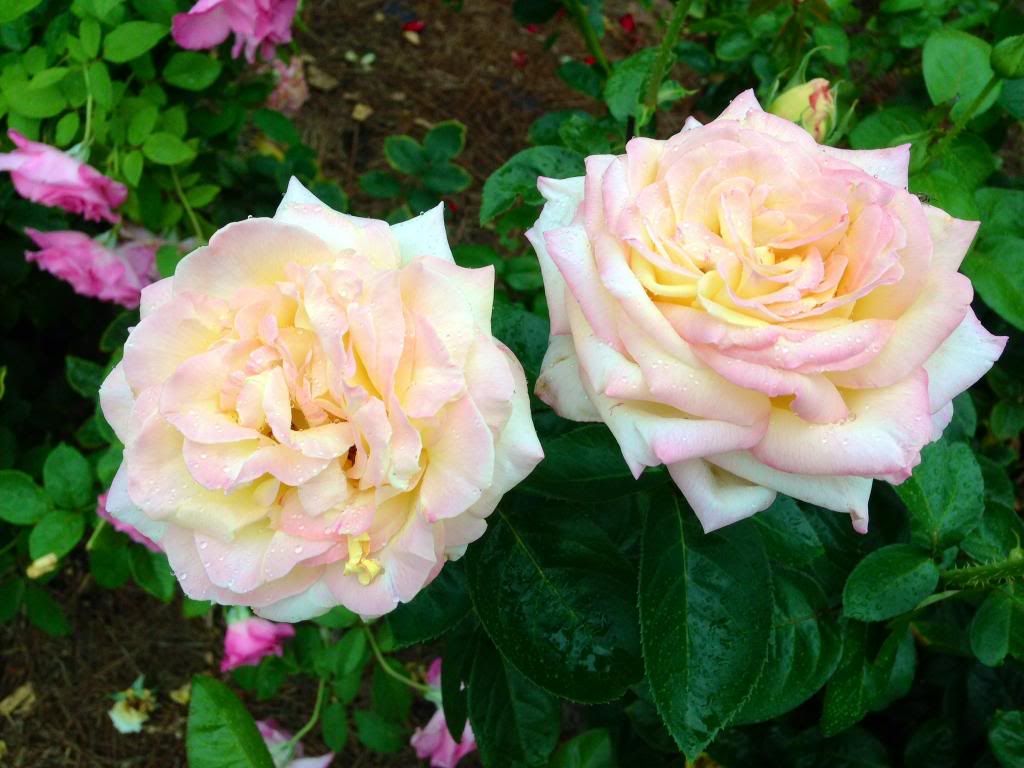  photo zzzpeaceandss2013_zps380ff8ef.jpg