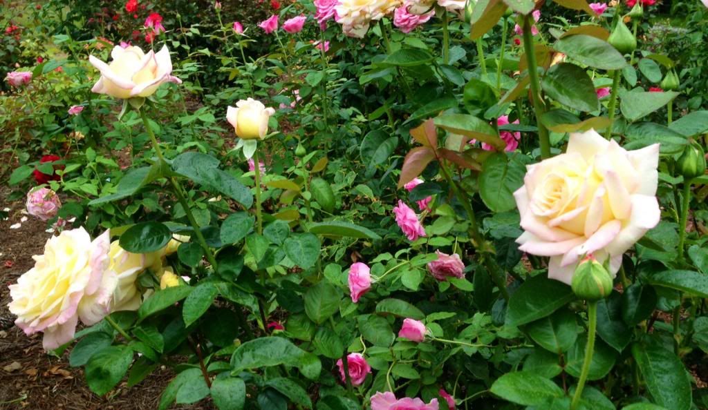  photo zzzpeaceandss2013a_zps6e6a5024.jpg