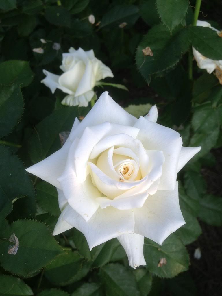  photo zzzpjp0823_zpsa6576013.jpg