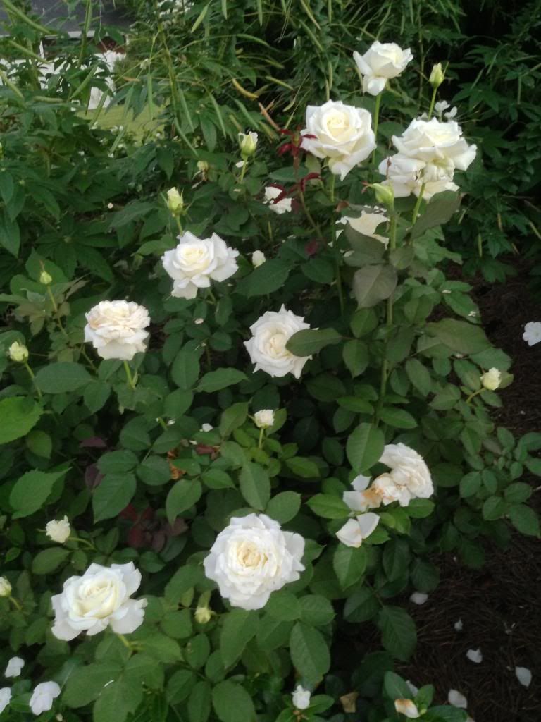 photo zzzpjp0829_zps091adbdf.jpg