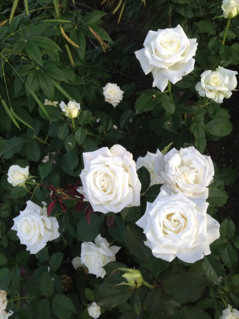 photo zzzpjp0830a_zpsb3c0a31c.jpg