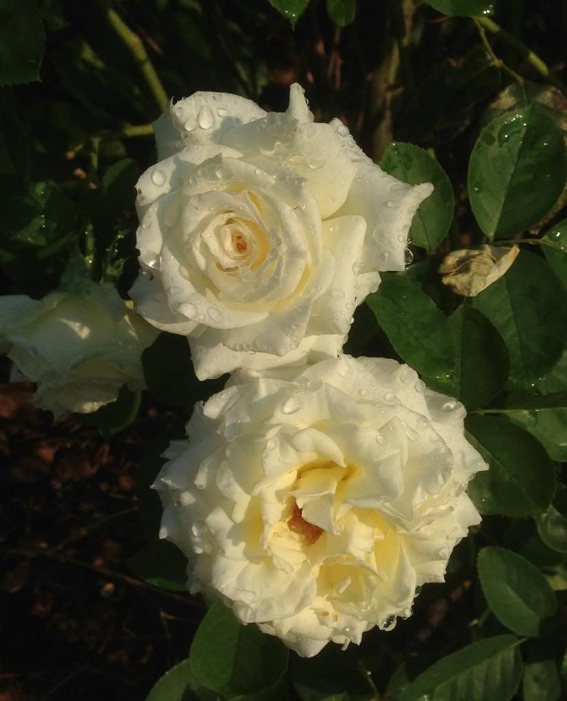 photo zzzpjp0905a_zpsd9458835.jpg